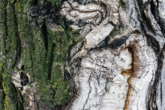 Close-up Tree Bark Texture with Green Moss