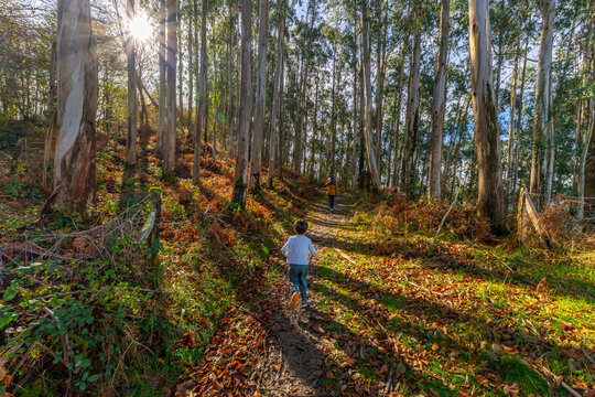 Children running on path through eucalyptus forest in autumn