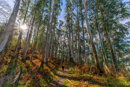 Person hiking through eucalyptus forest in autumn sunlight - Powered by Adobe