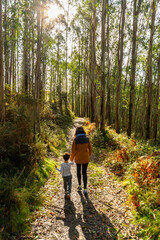 Obraz premium Mother and son walking hand in hand through eucalyptus forest path