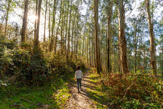 Child hiking through a peaceful eucalyptus forest trail