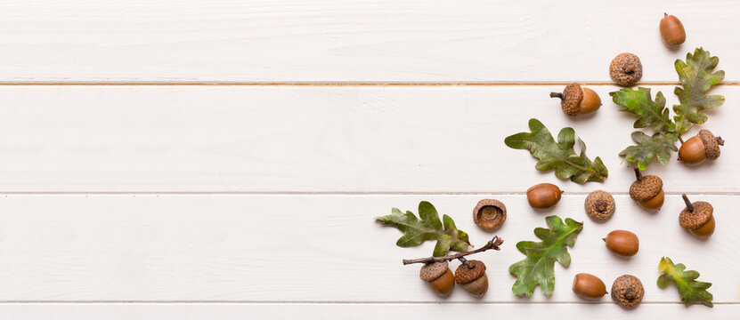 Branch with green oak tree leaves and acorns on colored background, close up top view