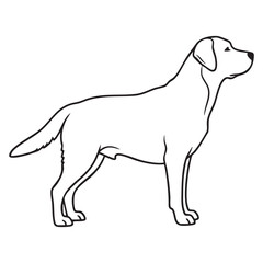 Clean Outline of a Labrador Retriever - Dog Breed Profile
