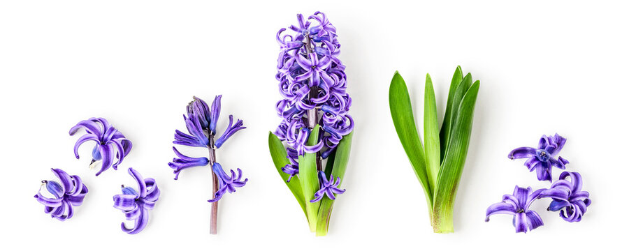 Fresh purple hyacinth flowers isolated on white background.
