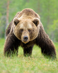 Big male brown bear striking a powerful pose in the wild nature