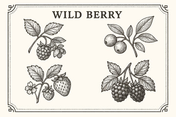 Vintage botanical illustration of wild berry varieties with leaves and branches