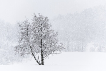 Beautiful winter snowfall covering a tree in Mölndal, Sweden on a cold day