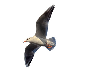 Black Headed Gull (Chroicocephalus ridibundus) in winter plumage.  In flight isolated on white background