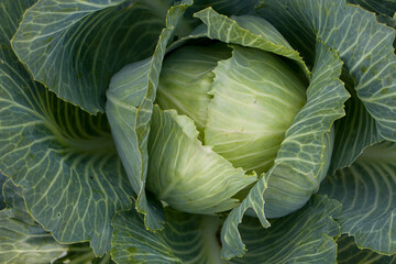 Obraz premium White cabbage. Close-up of fresh white cabbage in the garden. View from above.