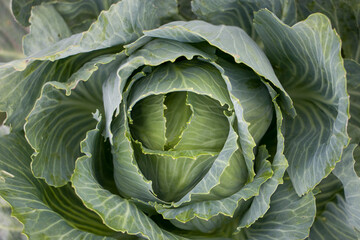 Fototapeta premium White cabbage. Close-up of fresh white cabbage in the garden. View from above.