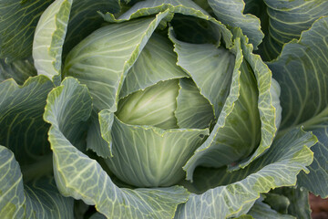 Obraz premium White cabbage. Close-up of fresh white cabbage in the garden. View from above.