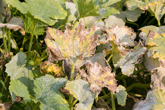 Powdery mildew on pumpkin leaves. Pumpkin leaves turn yellow and dry after being affected by a fungus. Pumpkin leaves damaged by a fungus.