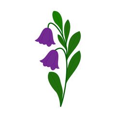 Purple Bellflower Illustration - Botanical Graphic