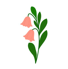 Bellflower Illustration: Delicate Peach Blooms