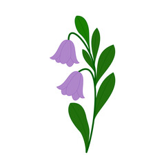 Purple Bellflower Illustration - Botanical Design