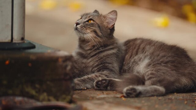 Grey stray cat laying on warm ground looking cute and sleepy (4k60p)