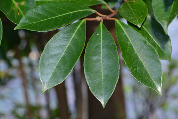 Fototapeta premium Viburnum odoratissimum var. awabuki, glossy evergreen tree with white spring flowers and red summer berries, native to southern Korea.