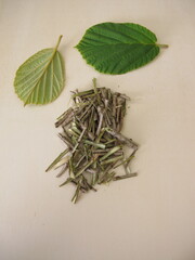 Cut bark of the witch hazel, Hamamelis virginiana