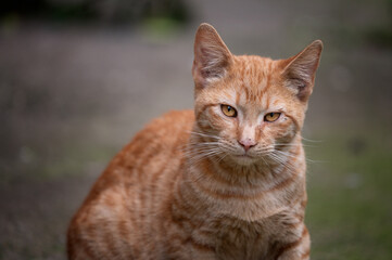 Ginger cat looking at camera