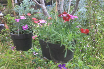 flowers in the garden