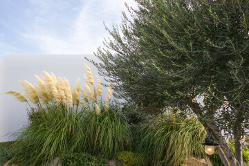 minimalist lush green garden with wild grass and olive tree on white wall backdrop. modern aesthetic gardening and landscaping design