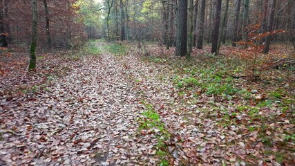 Aerial rural trail dark autumn forest deer Poland 4K. Thick Pine, oak, birch forests with rural farm agriculture farm land. Season climate change. Colorful trees and trail. Europe recreation.
