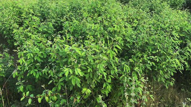 A tilt-up shot revealing a lush field of Toor Dal (Cajanus cajan) plants swaying gently in the breeze under bright daylight, showcasing the vibrant green leaves and dense crop pattern.