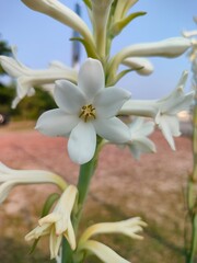 white and yellow flowers