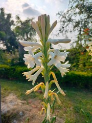 flowers in the mountains