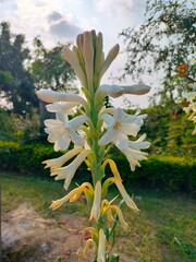 white flowers in the garden