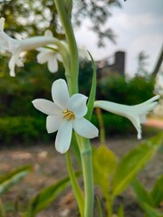 white flower on a green background