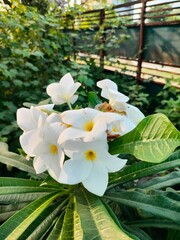 frangipani flower on the beach