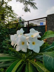 white flower in the water