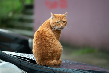 Ginger cat sits on the hood of a car