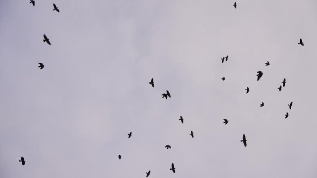 Flock of crows flying in overcast sky