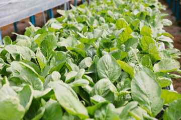 Obraz premium Fresh Green Vegetable Plants Growing in Organic Greenhouse Farm