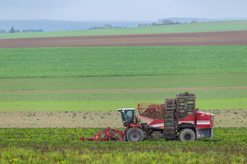 Fototapeta premium Sugar beet harvester working in Vert Toulon field
