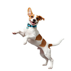 Joyful Jack Russell Terrier Jumping in Mid-Air