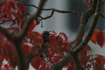 紅葉に紛れるヒヨドリ