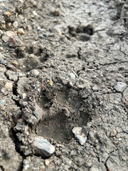 close up dog foot print on the ground