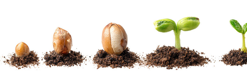 Stages of a seed sprouting in soil