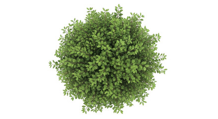 Obraz premium Tree isolated on transparent background
