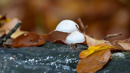 White Mushrooms on a dead Tree with Autumn Vibes of green and golden Colours in the Forest. High quality photo