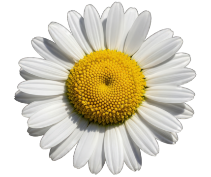 Closeup of a beautiful white daisy flower isolated on transparent background the flower has a yellow center and white petals, and it is a common flower in gardens - Powered by Adobe