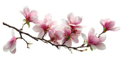 Delicate pink magnolia blossoms on a branch