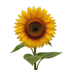 Obraz premium sunflower isolated on white background