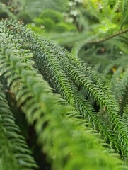green fern leaves