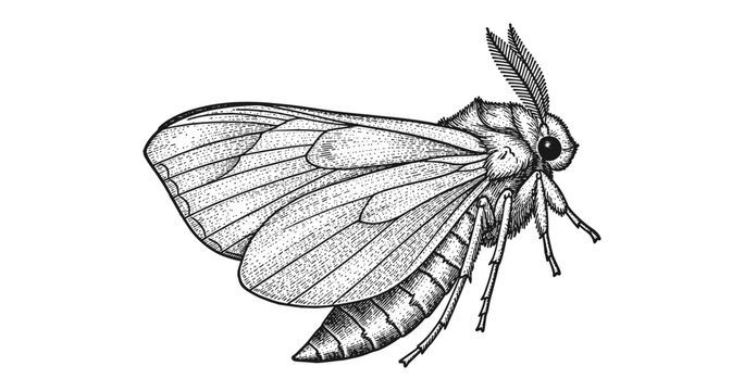 Detailed insect artwork of moth in vintage engraving style