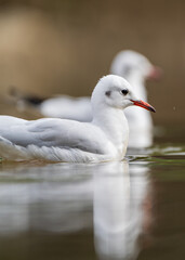Black-headed Gull (Chroicocephalus ridibundus) in natural habitat, symbolizing freedom and nature. Ideal for wildlife, travel, environment, and migration themes in photography and design.