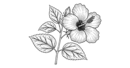 Fototapeta premium Hand drawn floral hibiscus with leaves in detailed black and white ink art style